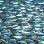 What are the different types of super funds?