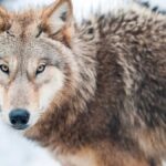 Protecting your super from cyber attacks and scams